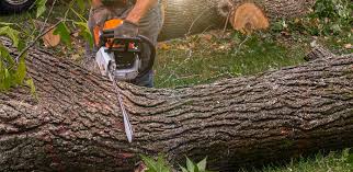 Best Tree Risk Assessment  in Juneau, WI