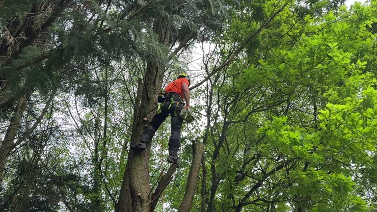 How Our Tree Care Process Works  in  Juneau, WI