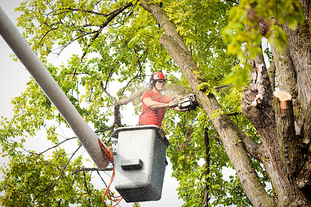 Best Tree Trimming and Pruning  in Juneau, WI